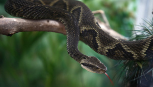 snake