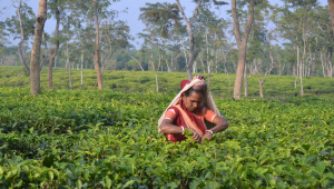 চা বাগানের কর্মী