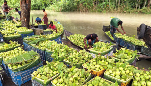 বরিশালের পেয়ারা