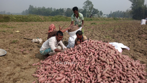 মিষ্টি আলু