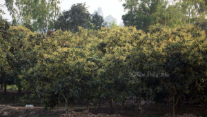 লিচু বাগান, দিনাজপুর,
