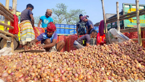 pabna_onion1_8mar25.jpg