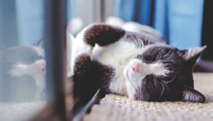 শীতে পোষা প্রাণীর যত্ন নেবেন যেভাবে