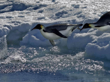অ্যান্টার্কটিকায় সম্রাট পেঙ্গুইনের অবাধ বিচরণ। ছবি: এএফপি