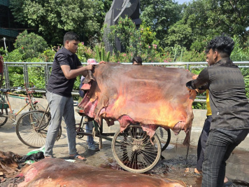 কোরবানির পশুর চামড়া সংগ্রহ করা হচ্ছে। ছবি: স্টার