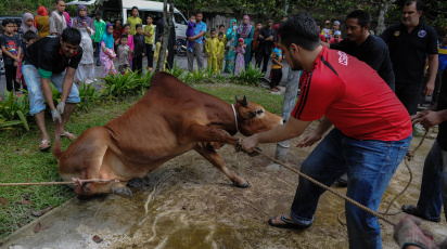 মালয়েশিয়ার আমপাং অঞ্চলে ঈদুল আযহা উপলক্ষে গরু কোরবানি দেওয়ার প্রস্তুতি। ফাইল ছবি: এএফপি (২০১৪)