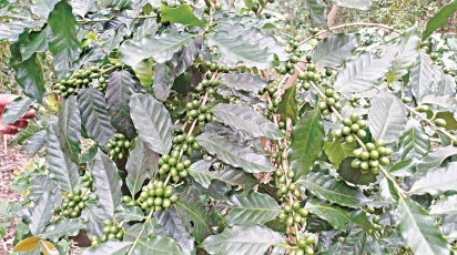 coffee3