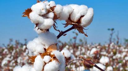 cotton.jpg