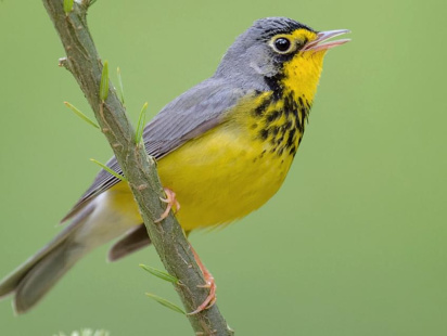 warbler_bird_of_canada.jpg