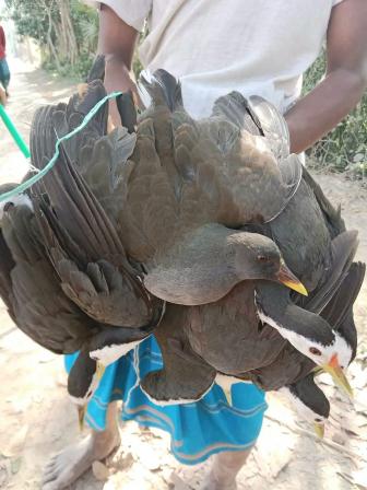 বাউফলে পরিযায়ী পাখি শিকার করে পিকনিক, ফেসবুকে স্ট্যাটাস