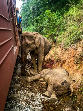 শ্রীলঙ্কায় ট্রেনের ধাক্কায় আহত শিশু হাতিকে পাহারা দিচ্ছে অপর এক হাতি। ছবি: এএফপি