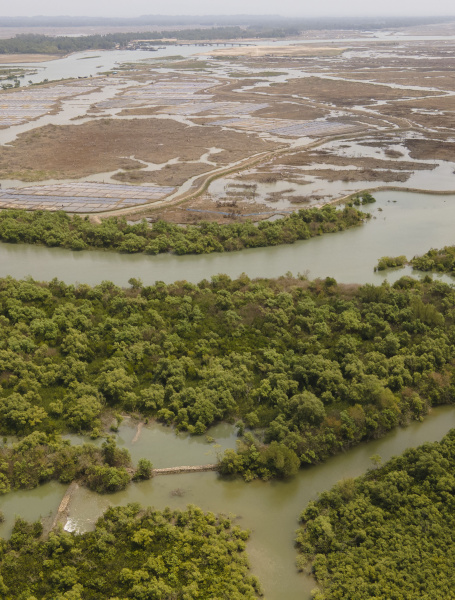 Mangrove Forest of Sonadia Dwip