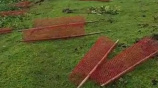 Uprooting Trees Planted in Presence of Deputy Speaker in Netrokona