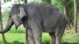 সম্রাট